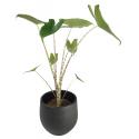Alocasia zebrina XS kamerplant in esra green bloempot